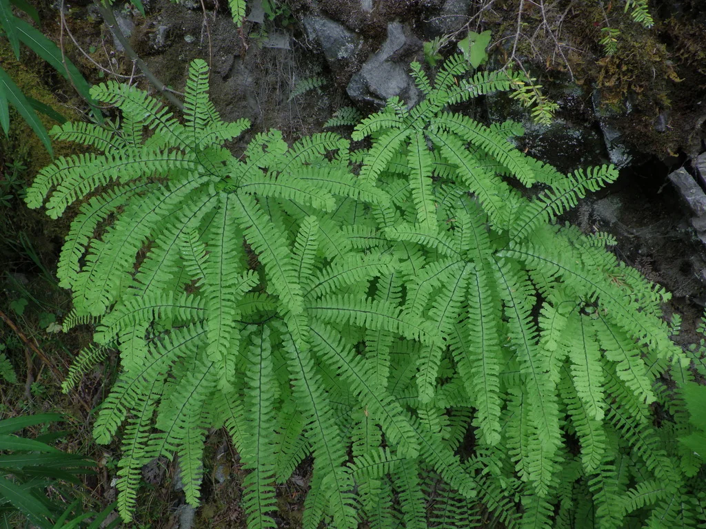 Adiantum Aleuticum
