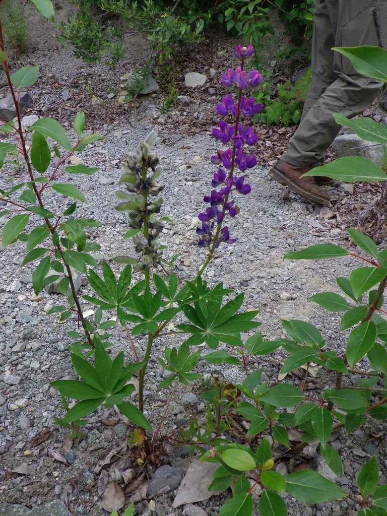 Lupinus Polyphyllus