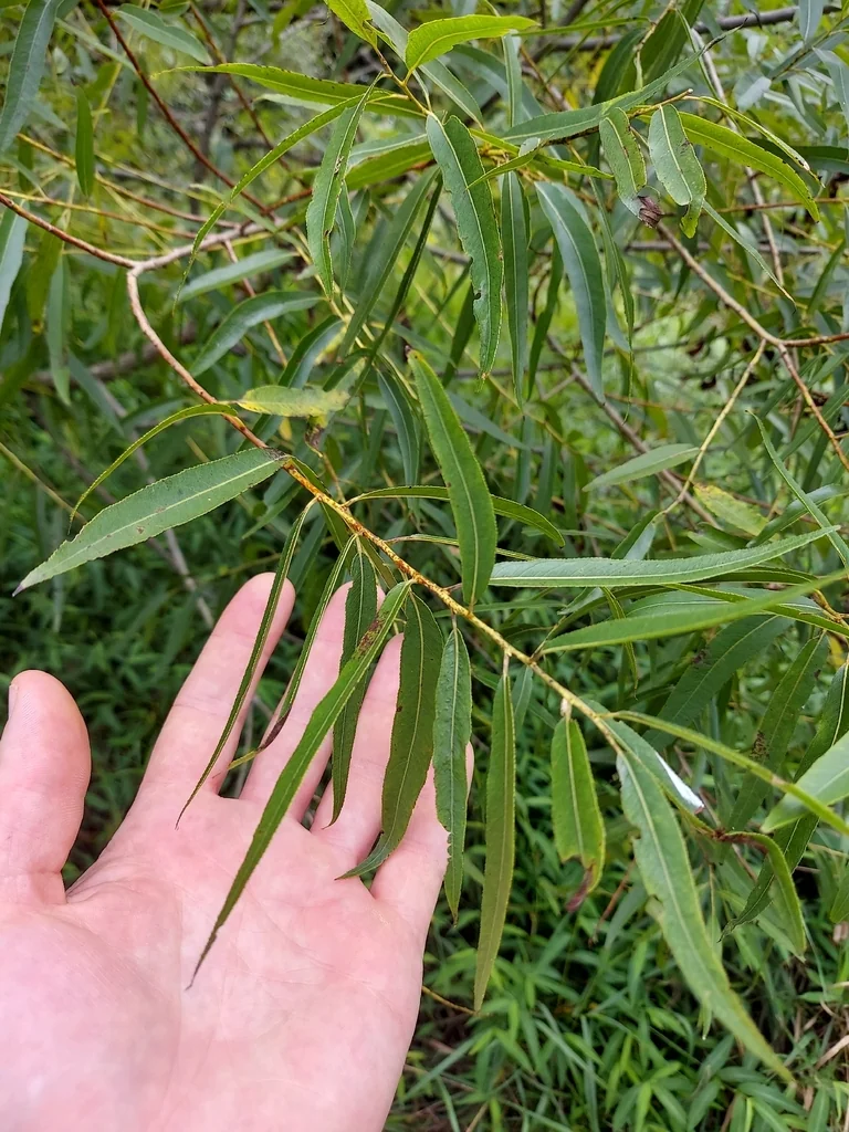 Salix Nigra