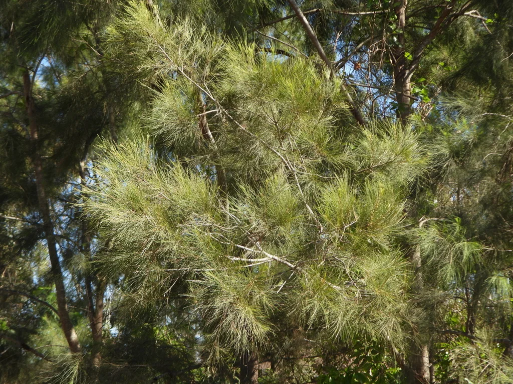 Casuarina Cunninghamiana