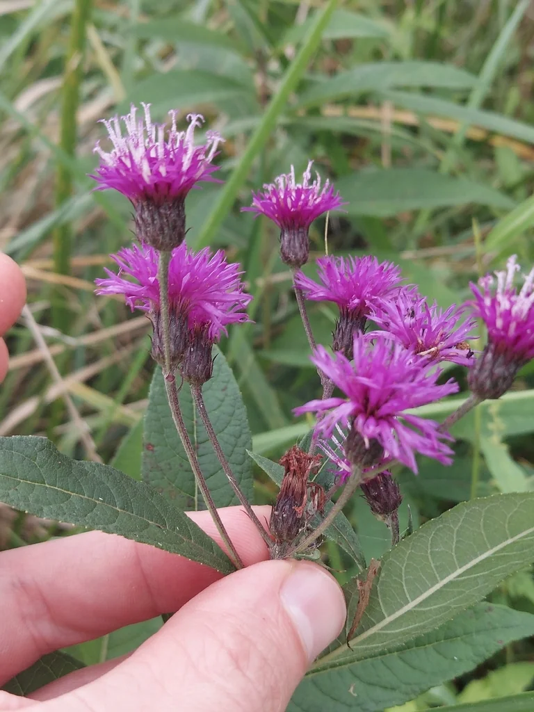 Vernonia Noveboracensis