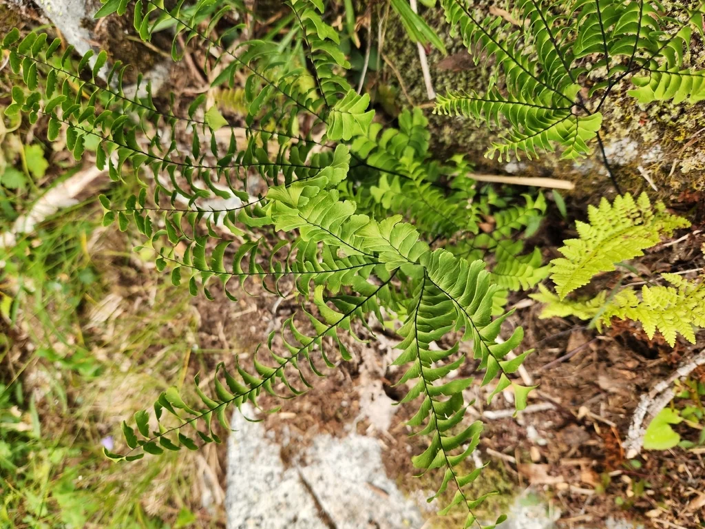 Adiantum Aleuticum