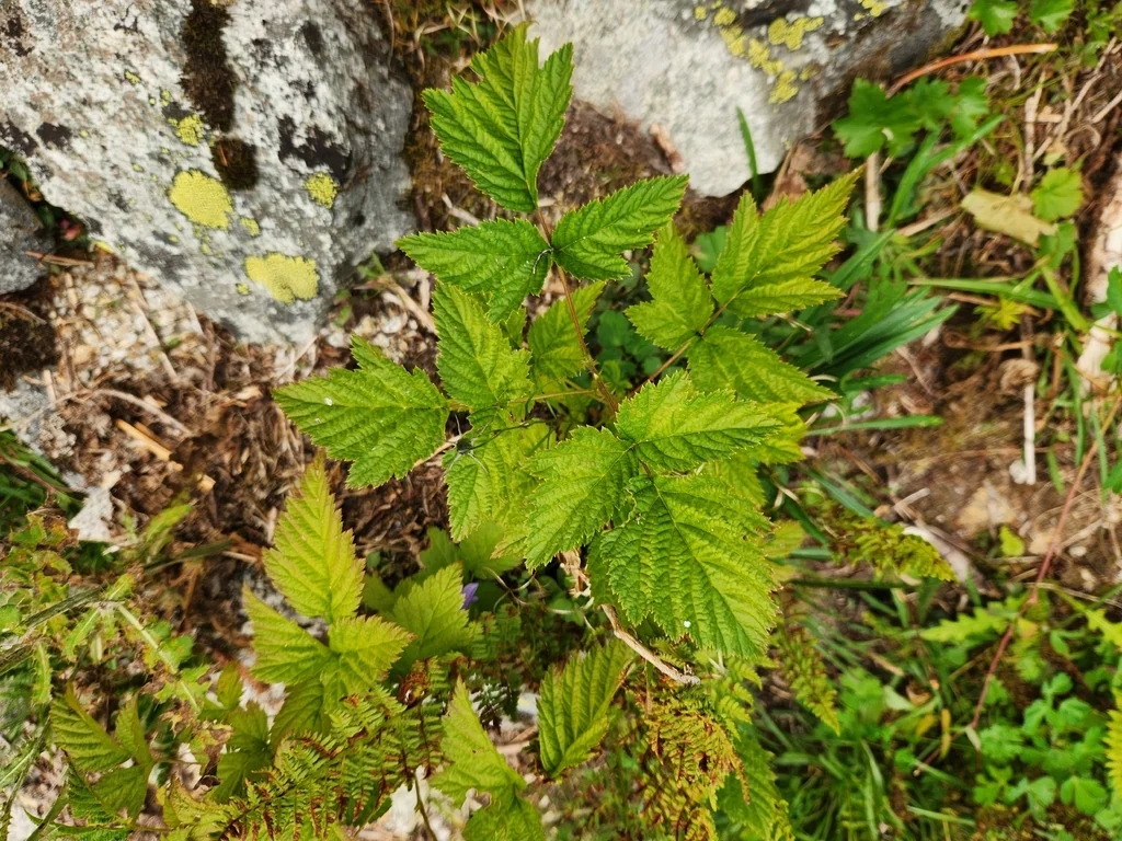 Rubus Spectabilis