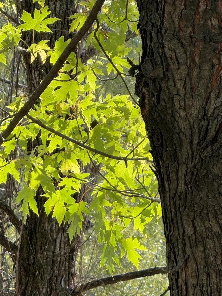 Acer Saccharinum