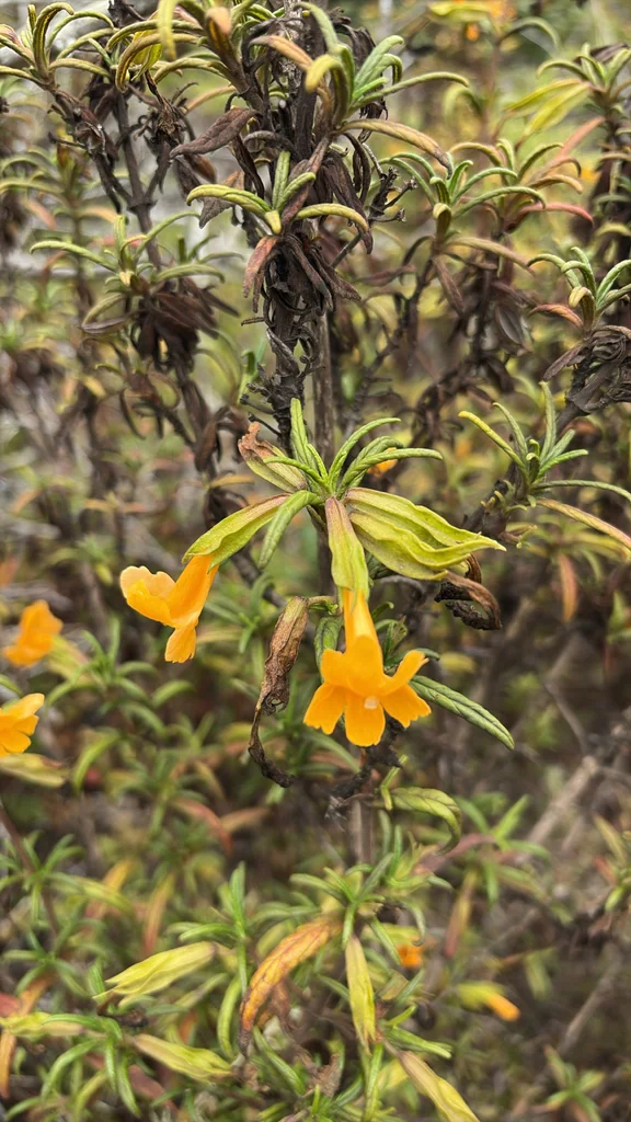 Mimulus Aurantiacus