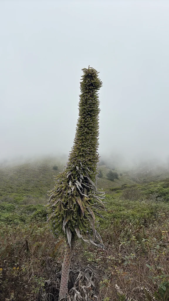 Echium Pininana
