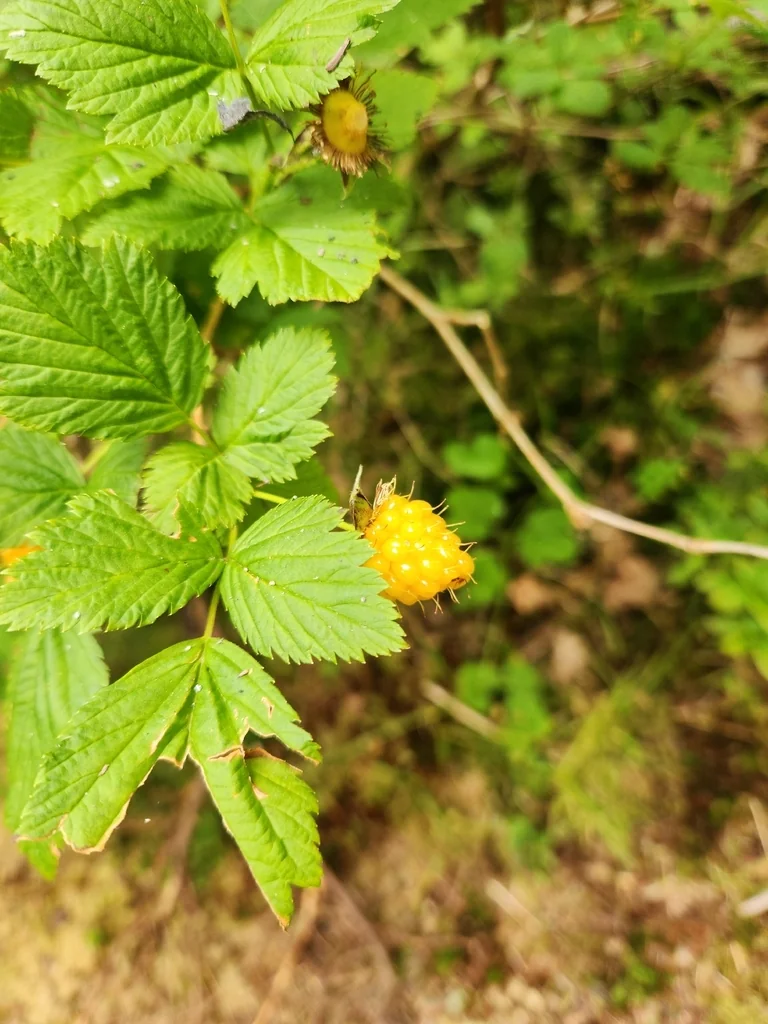 Rubus Spectabilis