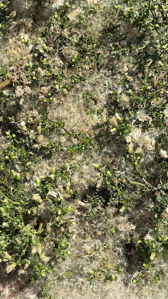 Baccharis Pilularis