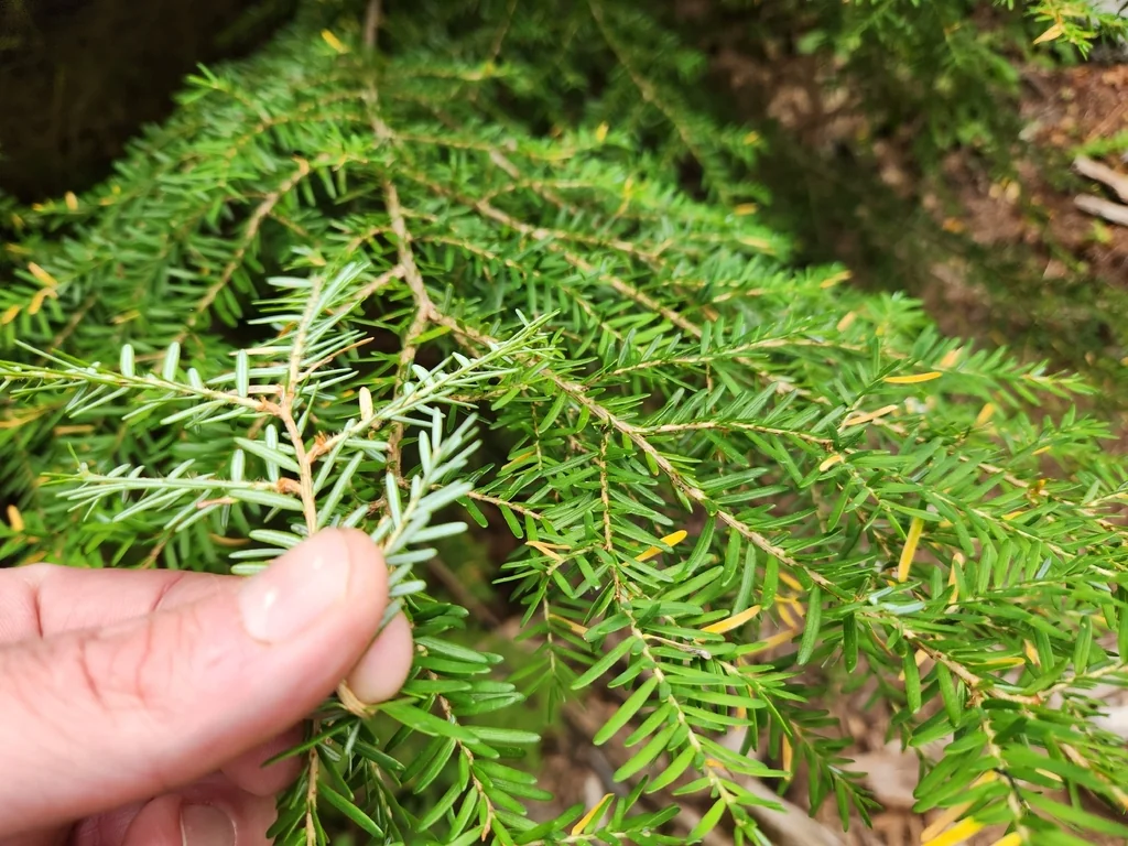 Tsuga Heterophylla