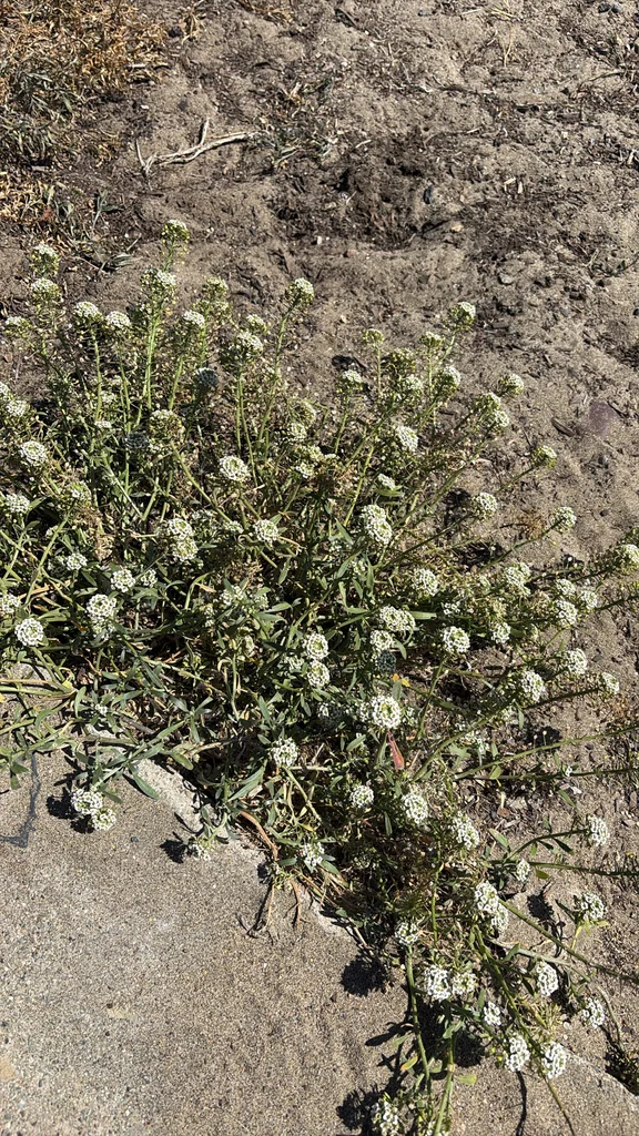 Lobularia maritima