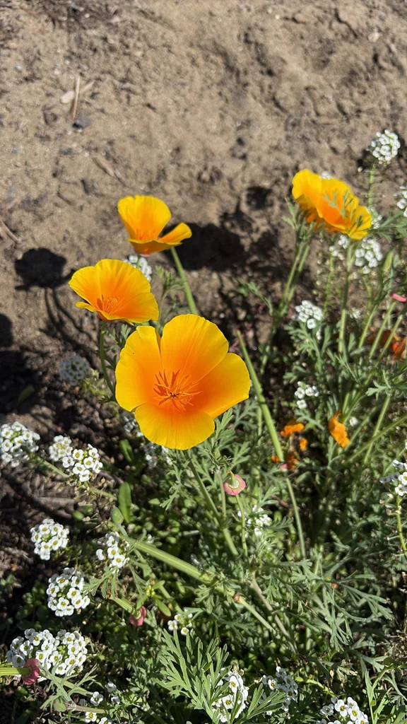 Eschscholzia Californica