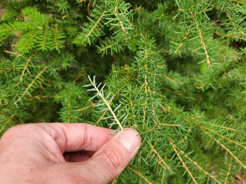 Tsuga Mertensiana