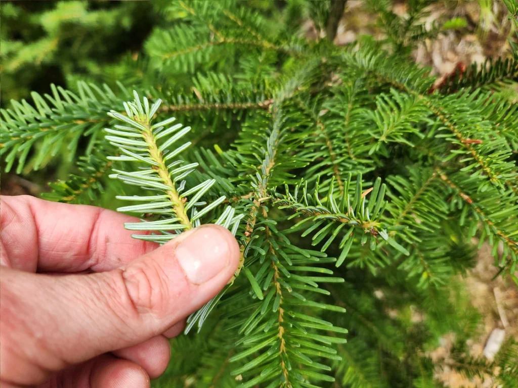Abies Amabilis