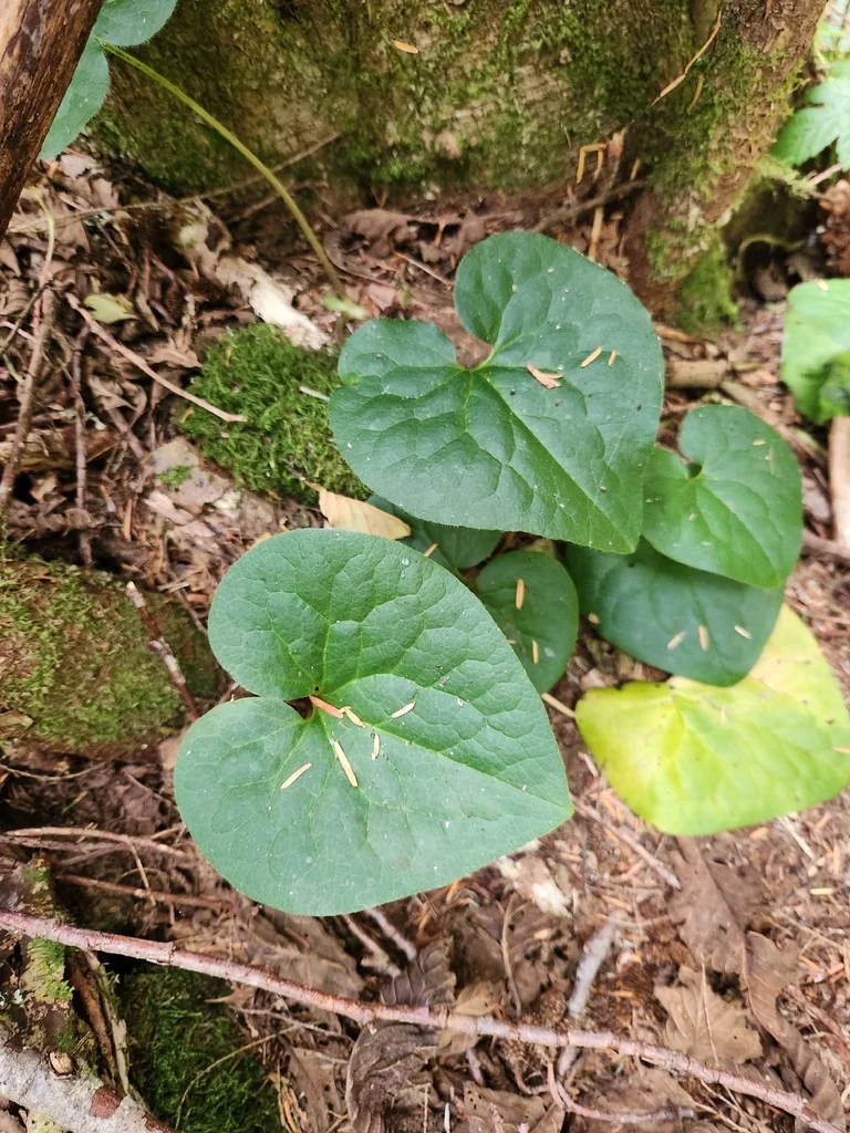 Asarum Caudatum