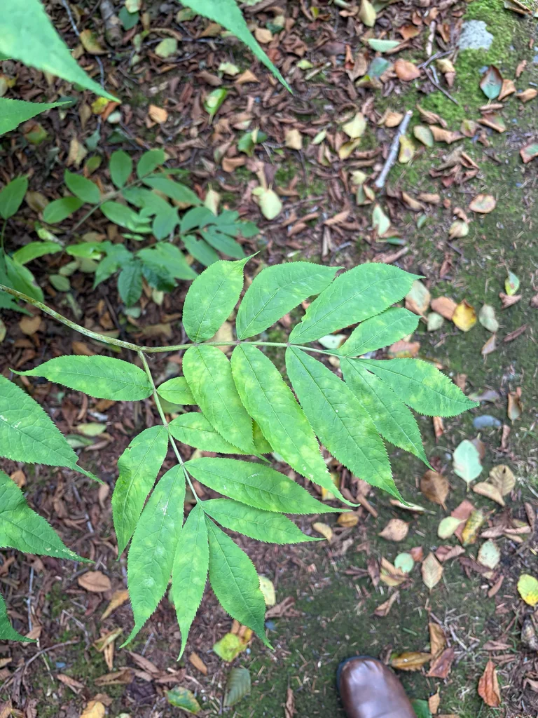 Sambucus Racemosa