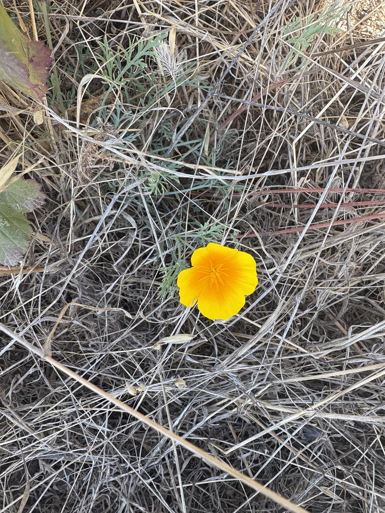 Eschscholzia Californica