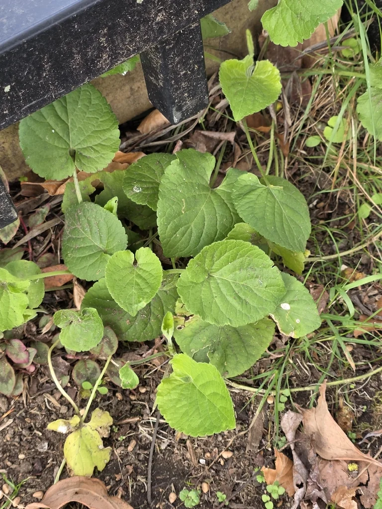Viola Odorata