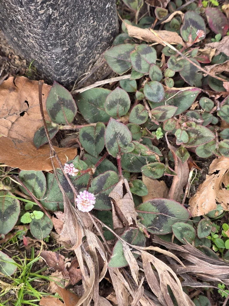 Persicaria Capitata