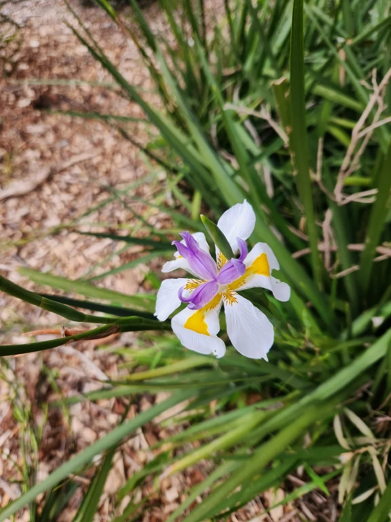 Dietes Grandiflora