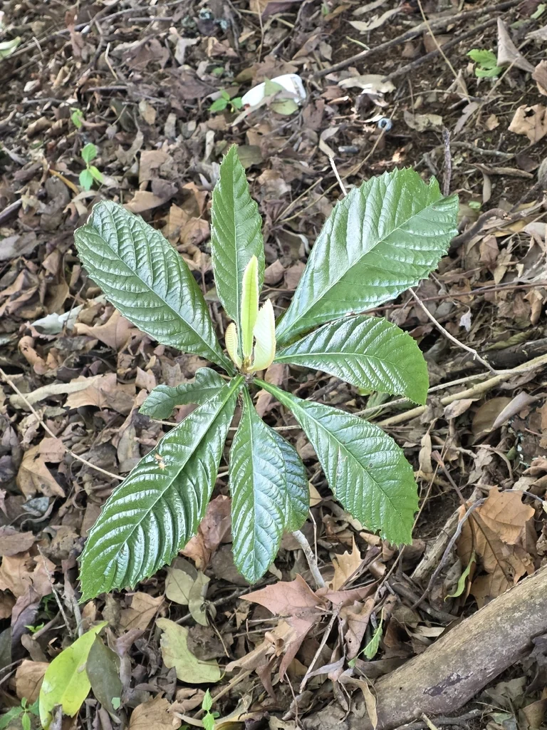 Eriobotrya Japonica