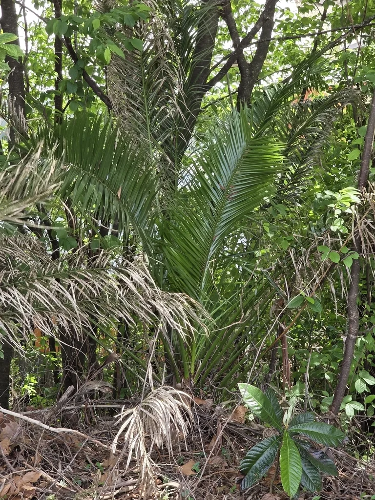 Phoenix Canariensis