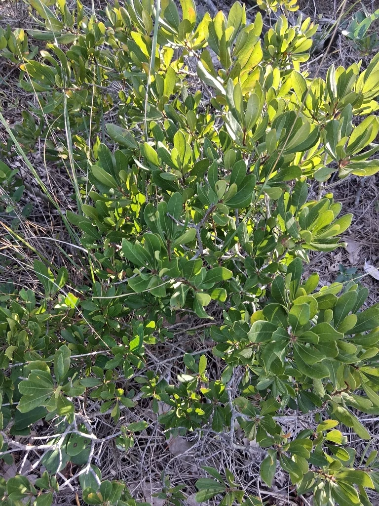 Myrica Pensylvanica