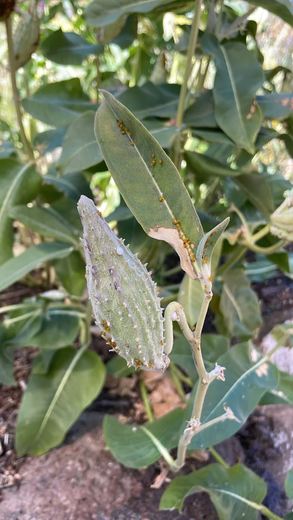 Asclepias Speciosa