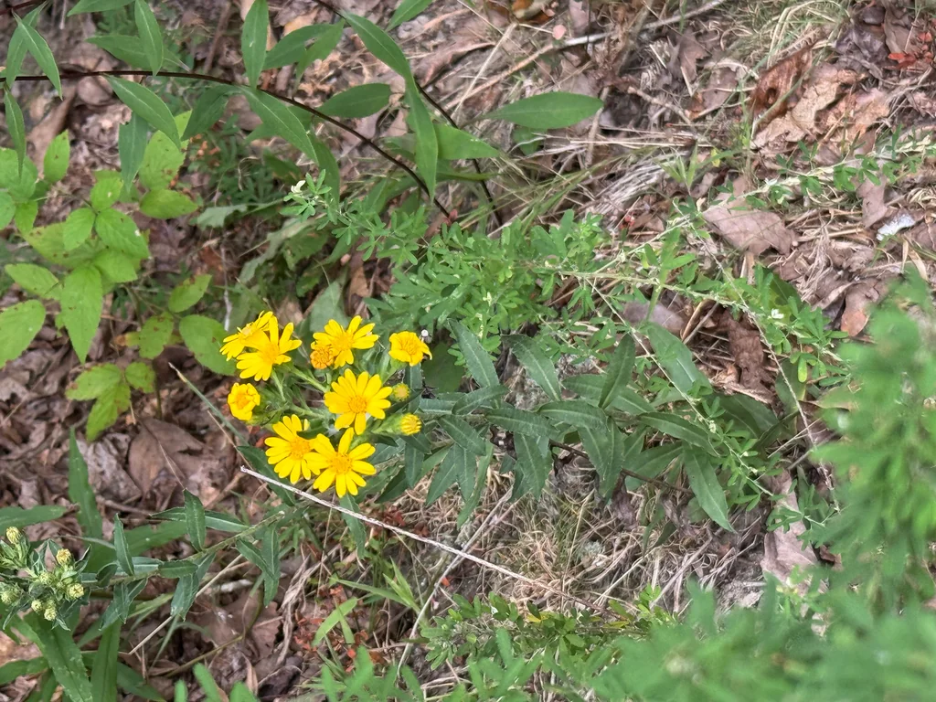 Chrysopsis Mariana