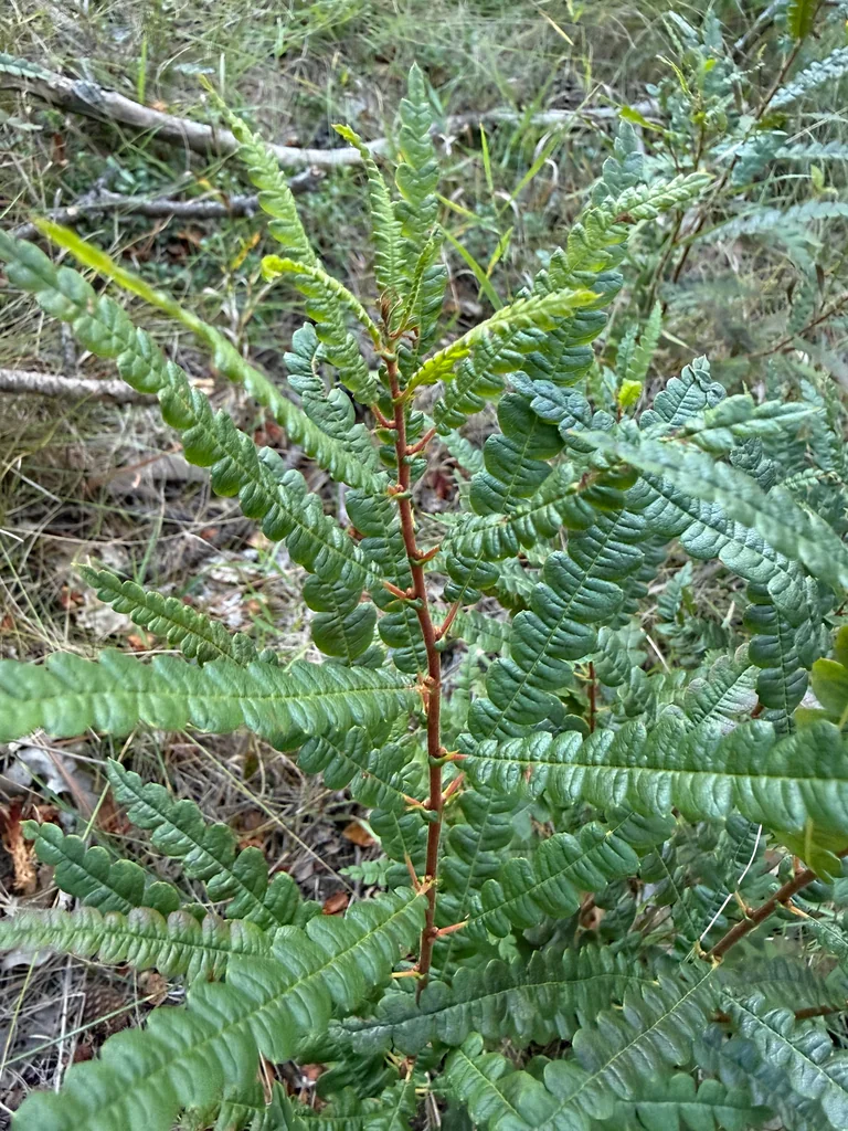 Comptonia Peregrina
