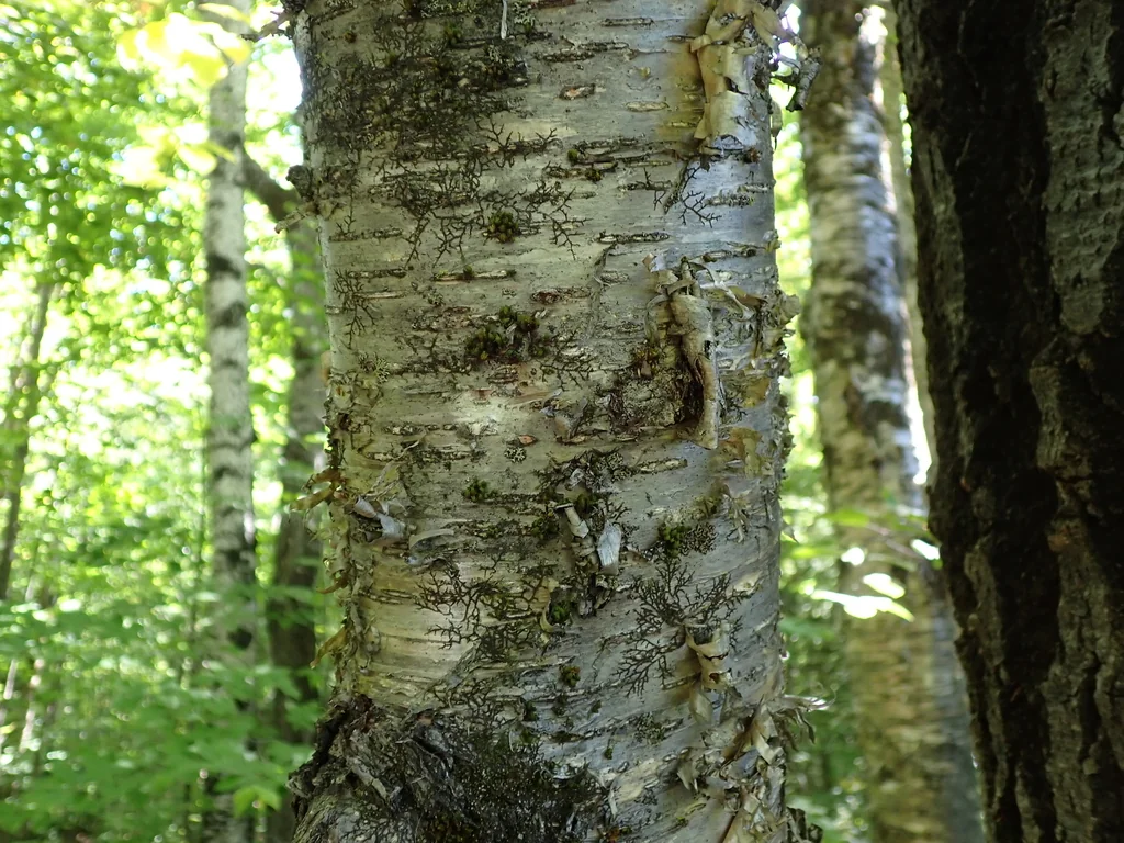 Betula Alleghaniensis
