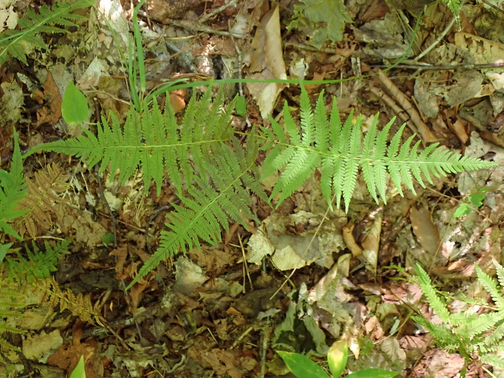 Thelypteris Noveboracensis