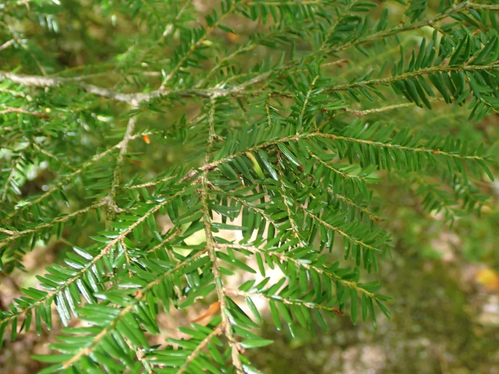 Tsuga Canadensis