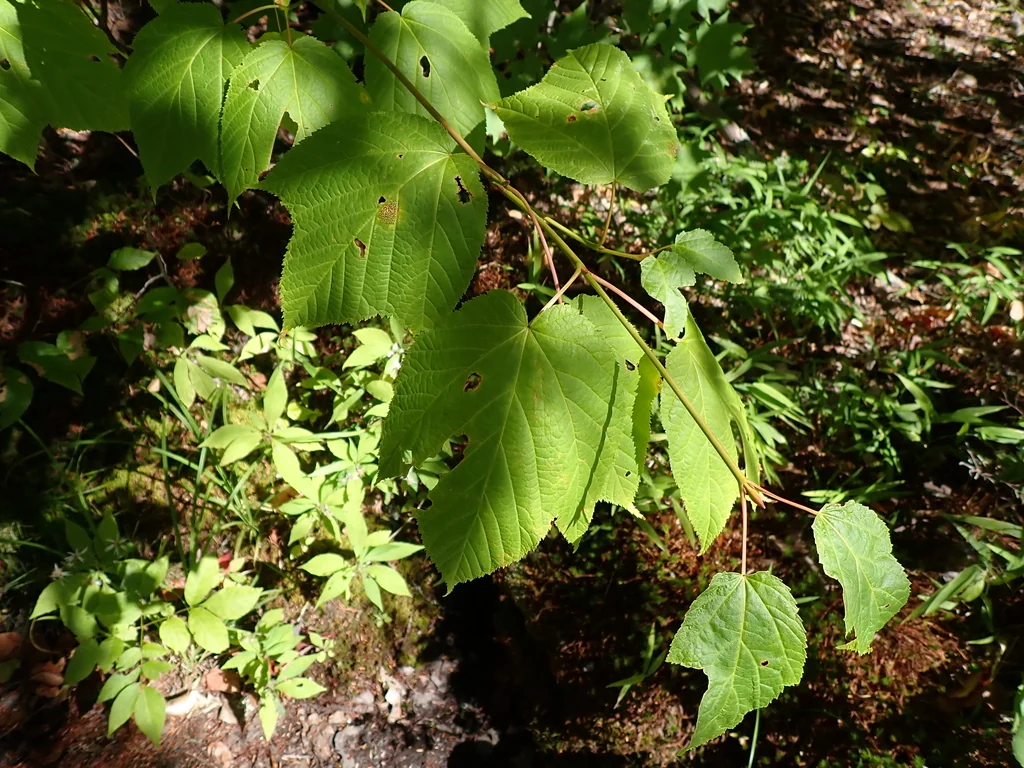 Acer Pensylvanicum