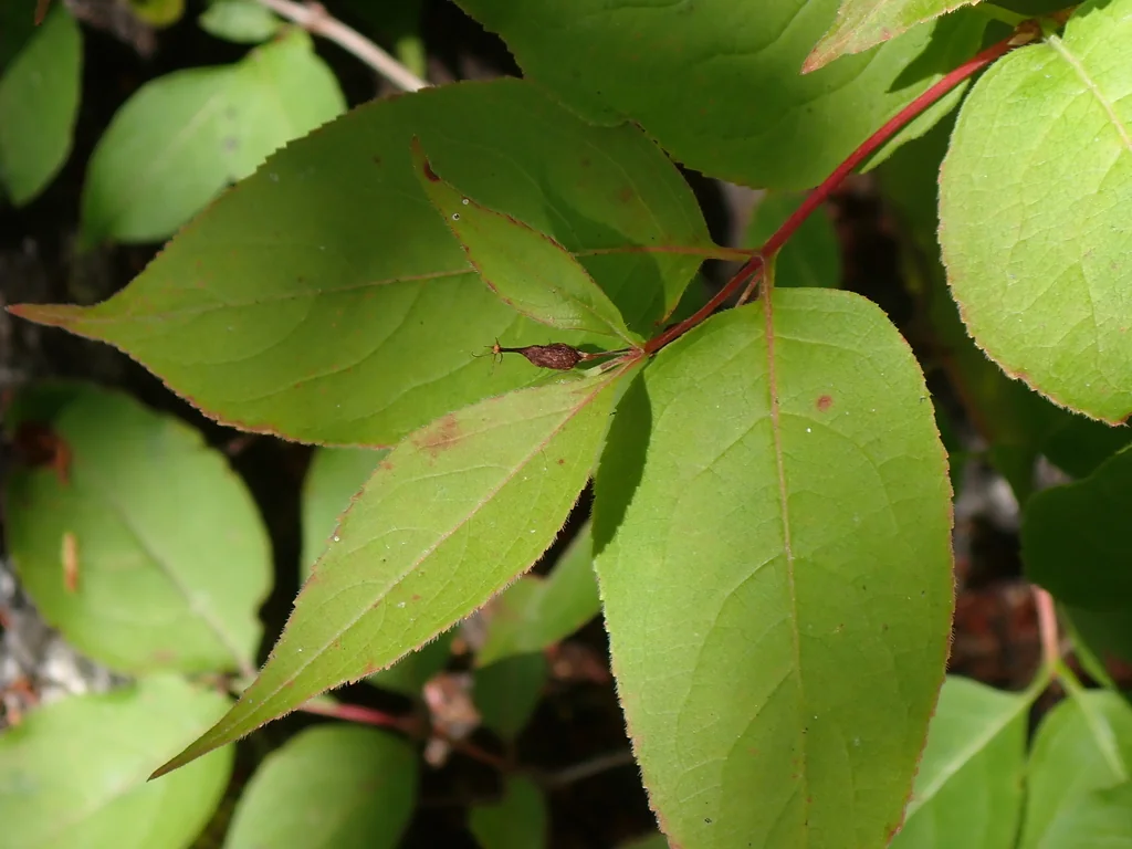 Diervilla Lonicera