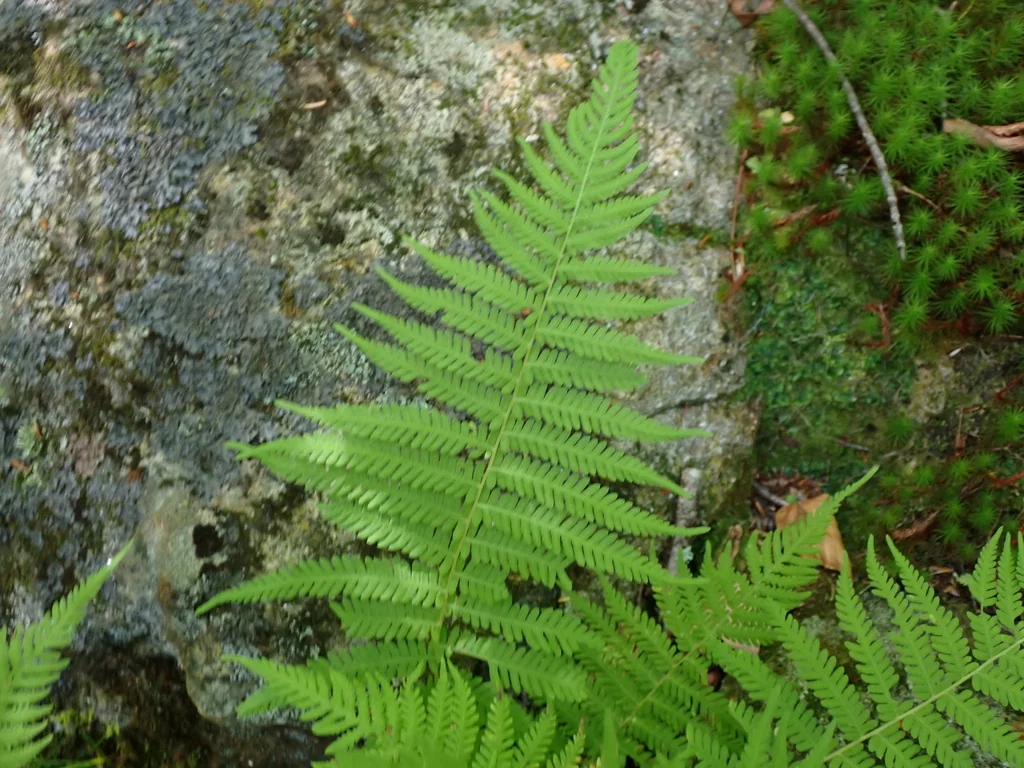Thelypteris Noveboracensis