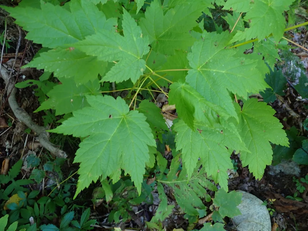 Acer Spicatum