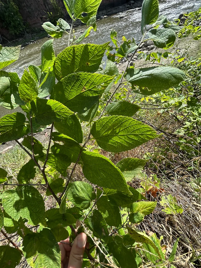 Celtis Occidentalis