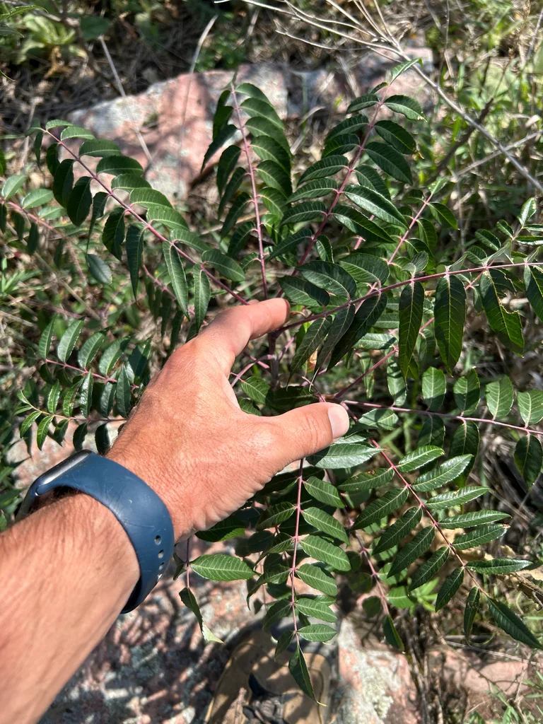 Rhus Glabra