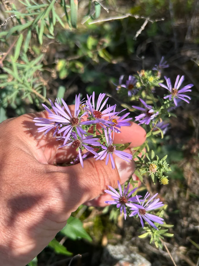 Symphyotrichum Oblongifolium