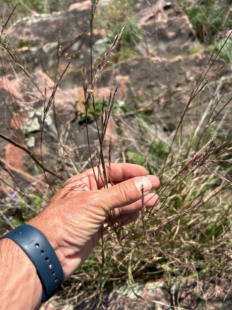 Andropogon Gerardii