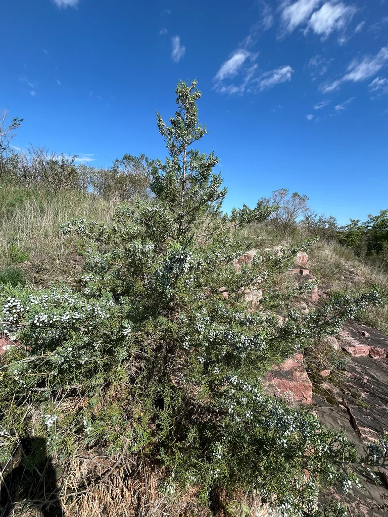 Juniperus Virginiana