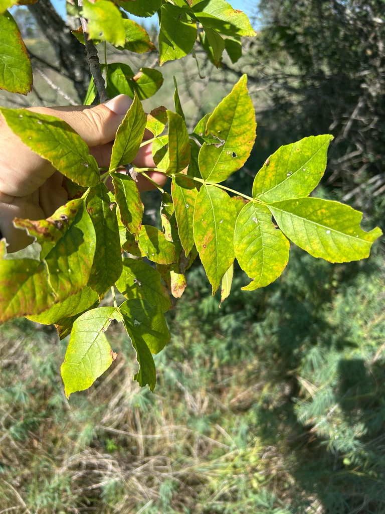 Fraxinus Pennsylvanica