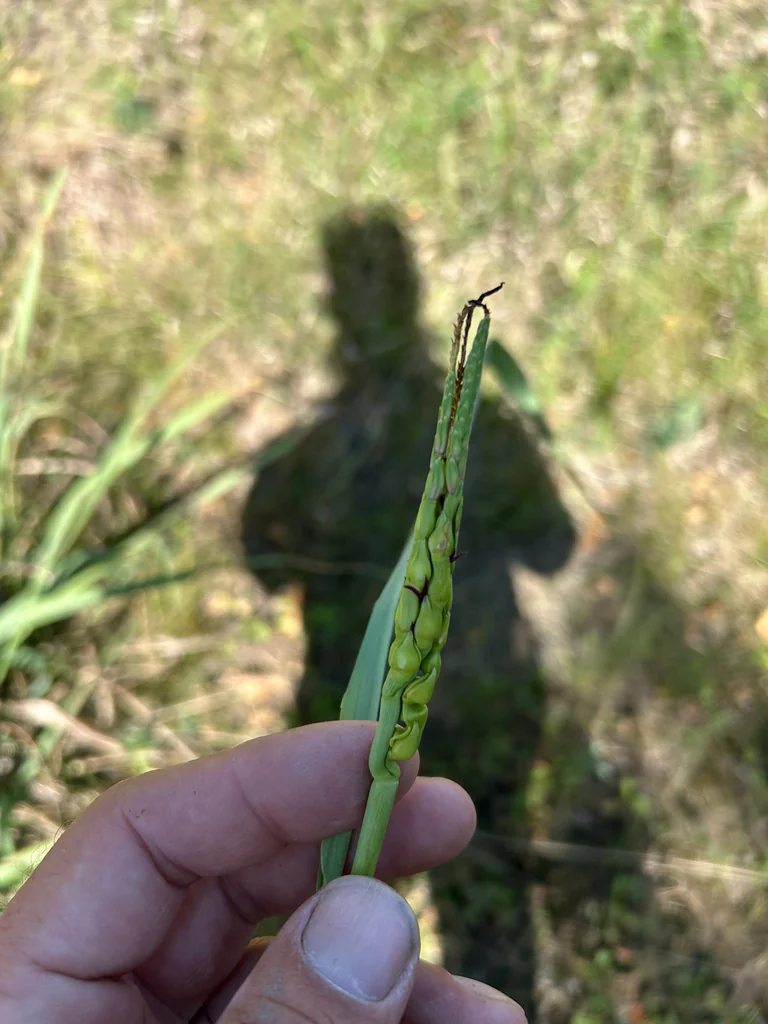 Tripsacum Dactyloides