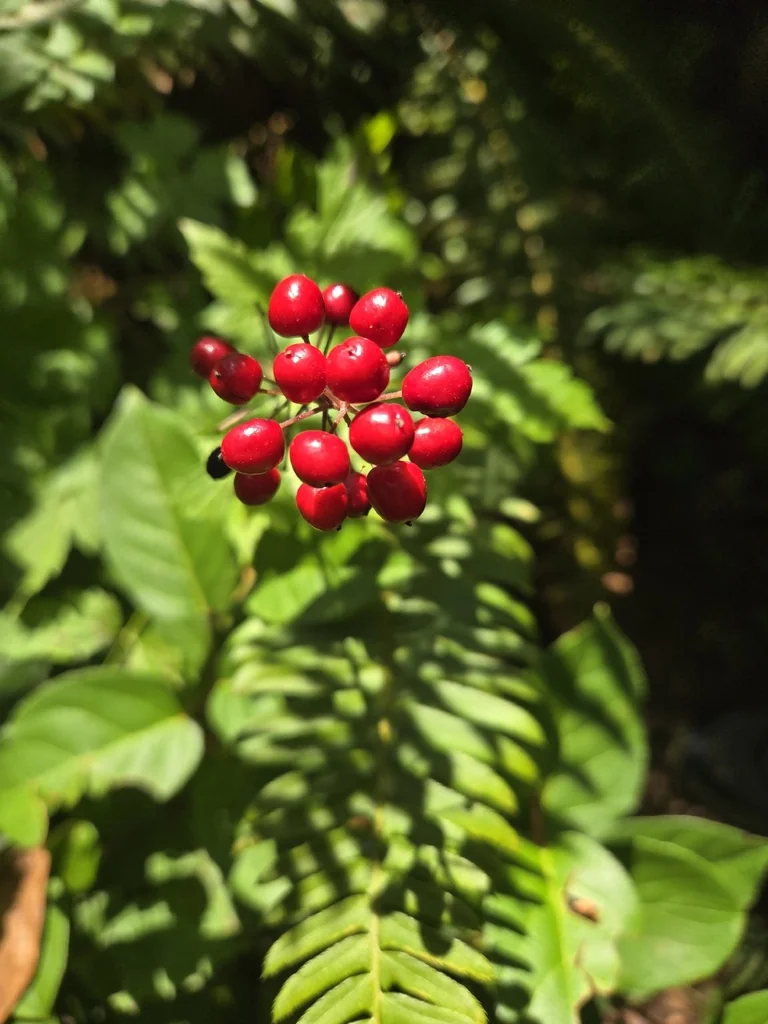 Actaea Rubra