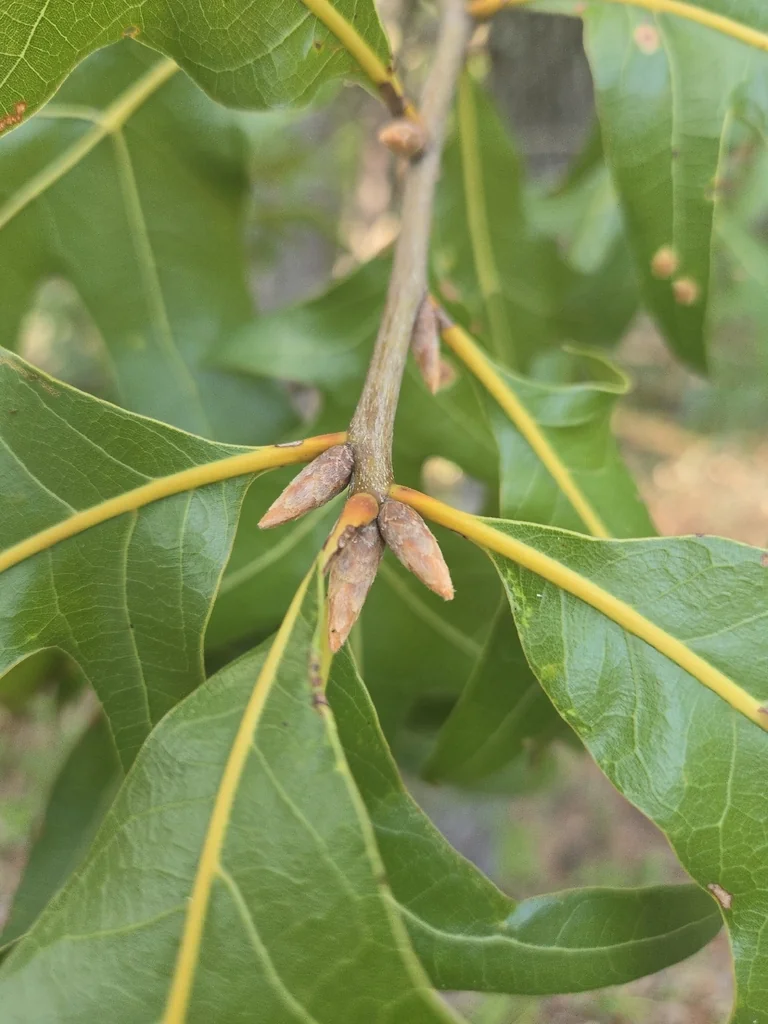 Quercus Marilandica