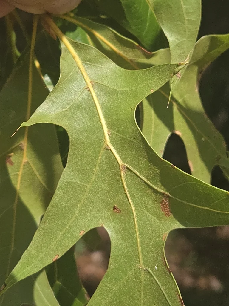 Quercus Marilandica
