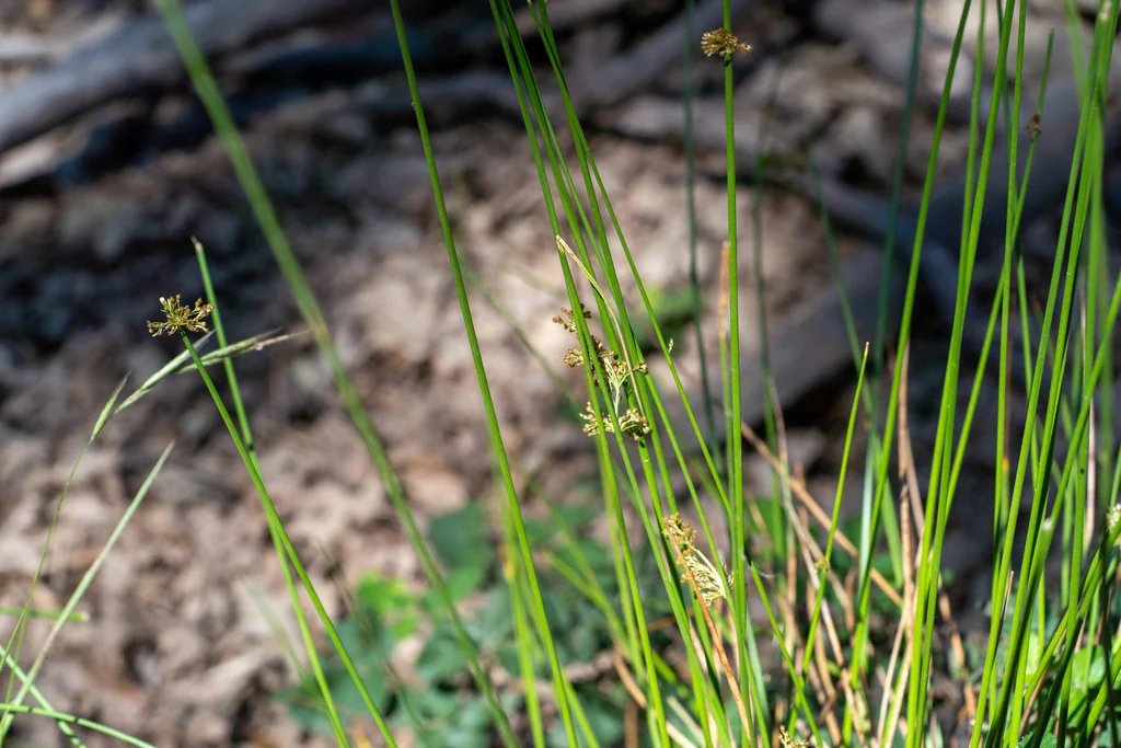 Juncus effusus