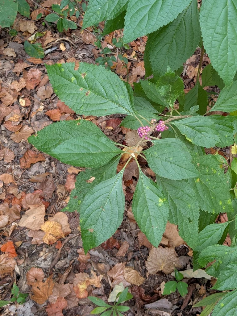 Callicarpa Americana