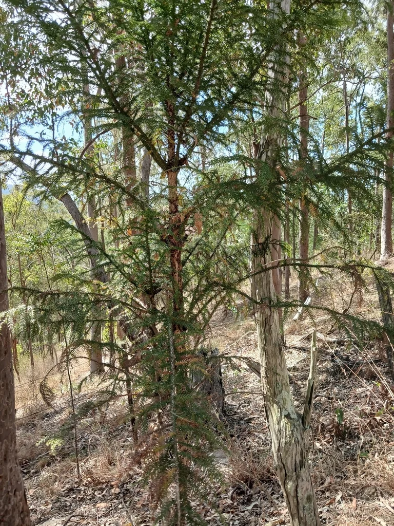 Araucaria Cunninghamii