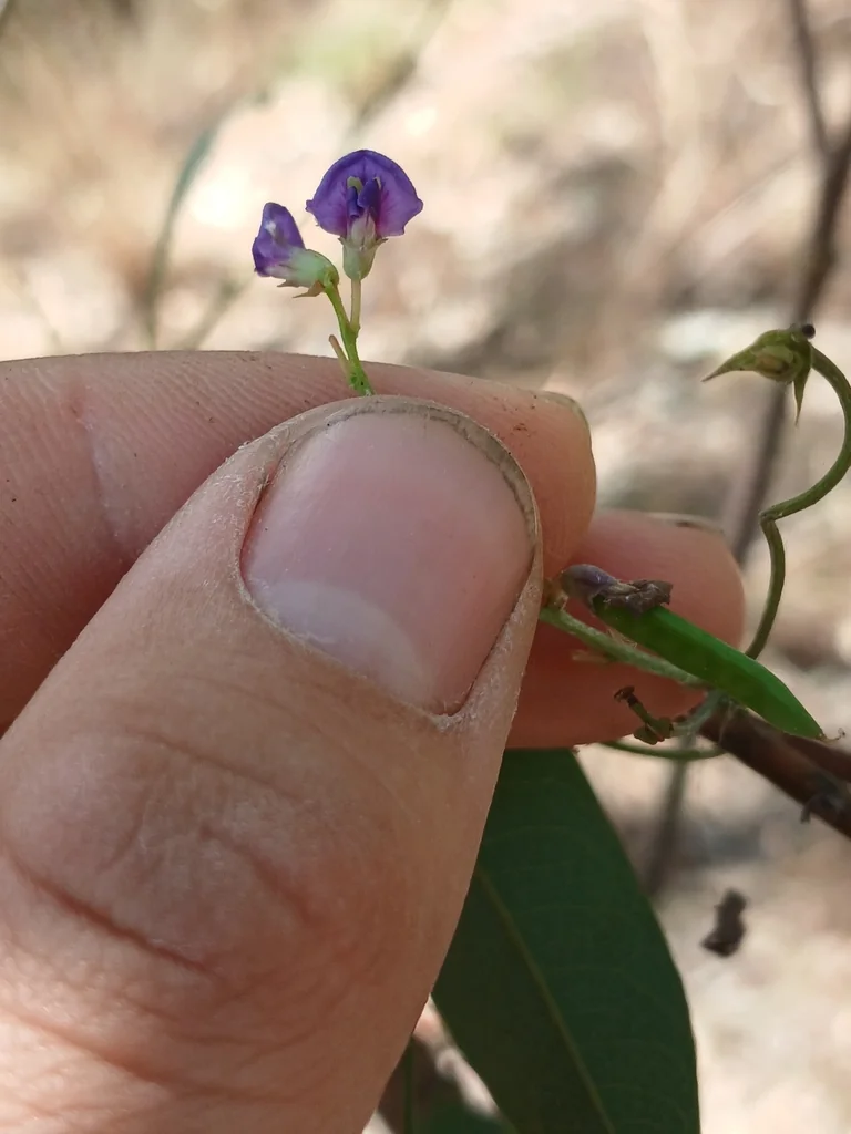 Hardenbergia Violacea
